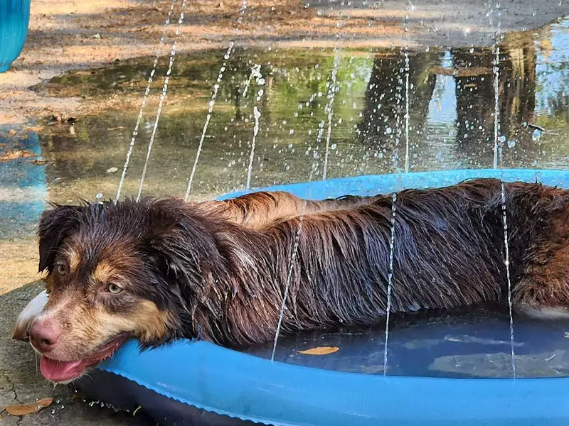 🐶The FidoSplash🐕A splash pad and sprinkler for dogs to enjoy